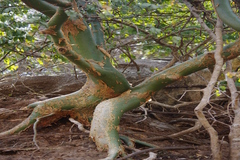 Commiphora caudata var. caudata